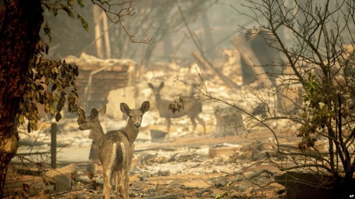 Zjarret shkatërrojnë një qytet të Kalifornisë