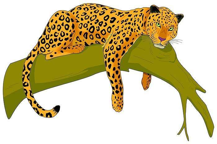 Fakte interesante për Leopardin