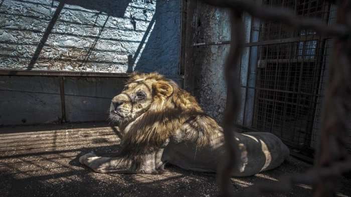 'Daily Mail' shkruan për ferrin ku jetojnë kafshët e kopshtit zoologjik në Fier