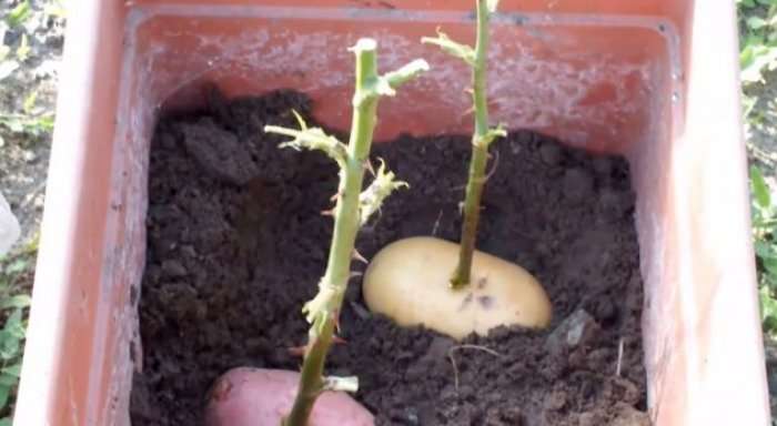 Mbolli trëndafila të ngulur në patate, ja çfarë ndodhi pas 7 ditësh (Video)