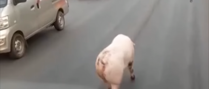 “Ky derr mund të jetë një nga modelet e Victoria’s Secret” (Video)