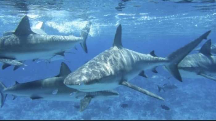 ‘Qarten’ peshkaqenët: Sulmojnë njerëzit në Australi, dy në gjendje të rëndë