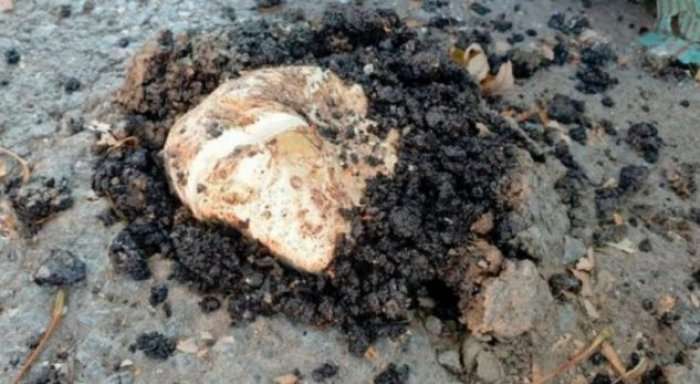 E rrallë: Në Kamenicë kërpudha rritet në asfalt
