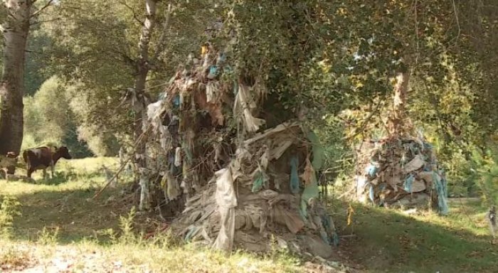 E vërteta e hidhur që tregojnë pemët pranë lumit të Tiranës