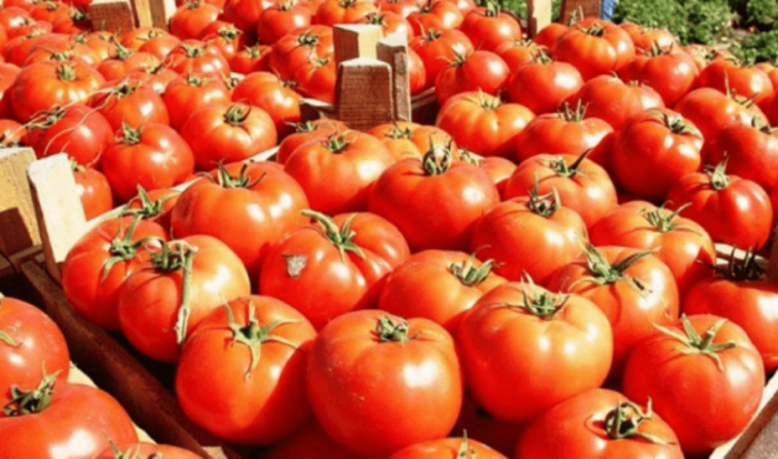 Sekuestrohen dhe asgjësohen në Greqi, tonelata ton domate shqiptare me pesticide