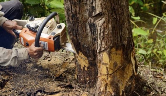 Preu pa leje drunjtë në Janjevë, dënohet me tre muaj dënim me kusht një person