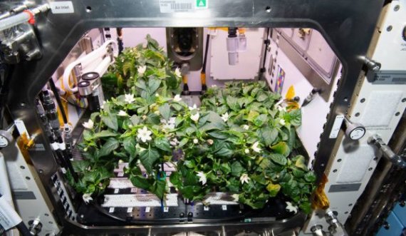 NASA kultivoi specat e parë në hapësirë