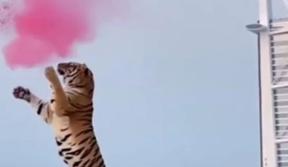 E pazakontë, çifti zbulon gjininë e fëmijës që presin me një tigër