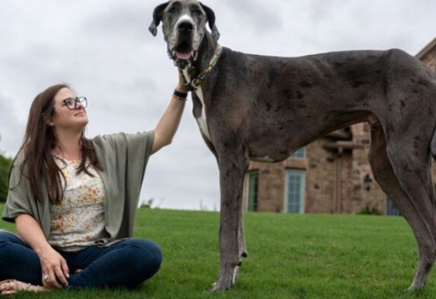 Qeni më i gjatë në botë Zeus ka ngordhur