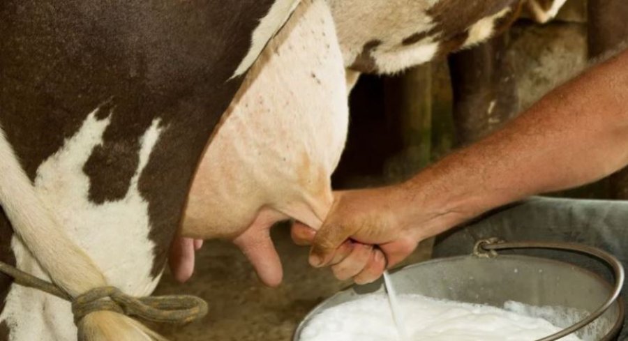 Krijohet lopa transgjenike që prodhon insuline njerëzore në qumështin e saj