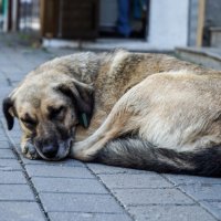 Prishtinë: Arrestohet personi që keqtrajtoi qenin