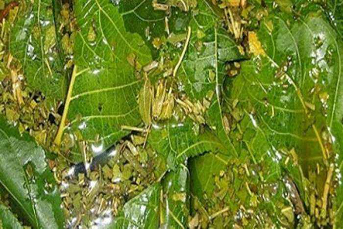 Pema, e cila forcon trurin, pastron gjakun dhe përmirëson shikimin