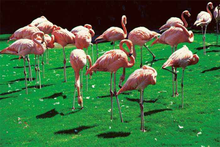 A kanë të gjithë flamingot ngjyrën rozë?