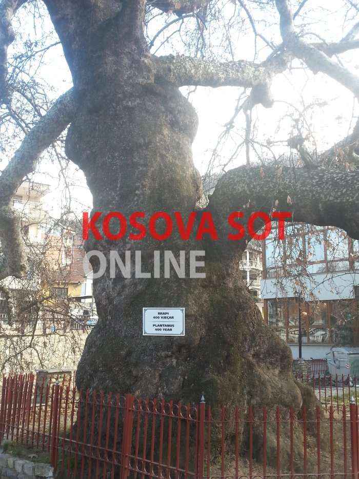 Lisi i “Marashit” shëron sëmundjet e syve