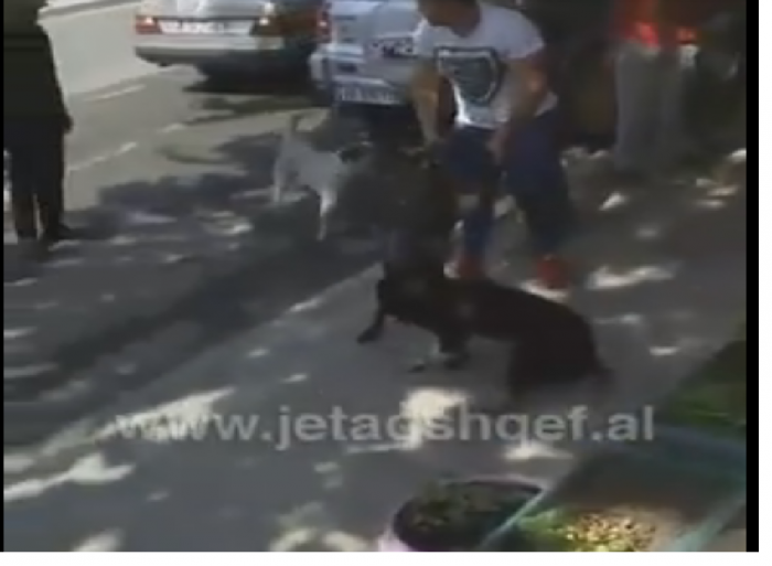  Sërish tmerr në Tiranë, shihni çfarë bën pitbulli(Video)