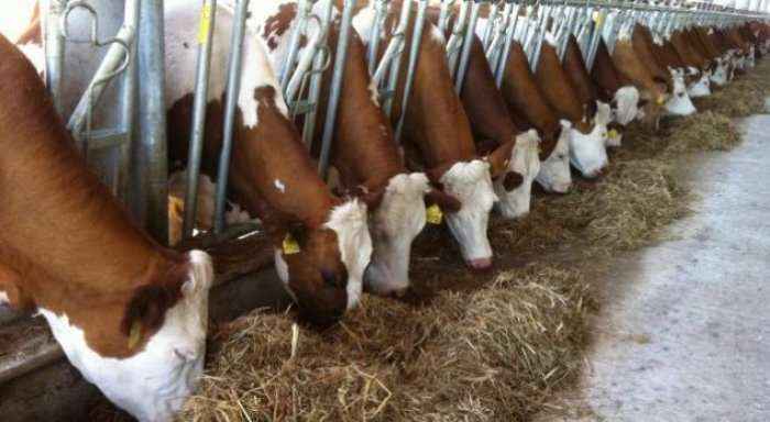 OBSH kërkon ndalimin e dhënies së antibiotikëve për kafshët