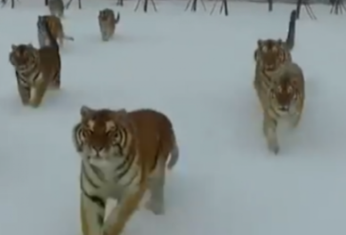 Ja çka i bëjnë dronit tigrat (VIDEO)