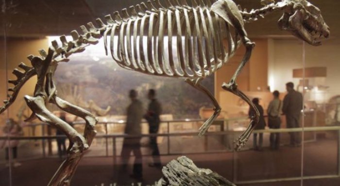 Zbulohet dinozauri gjigant në Rusi