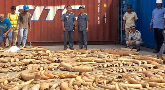 Kapet sasi rekorde prej 3.2 tonësh të fildishit në Kamboxhia
