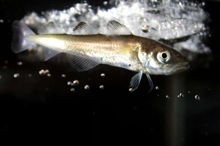 Si jetojnë peshqit nën ujin e ngrirë?