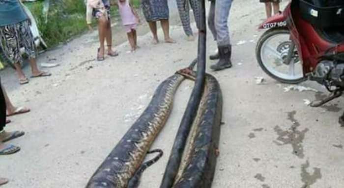 I prenë me sharrë, fshatarët e uritur hanë gjarpërinjtë gjigantë