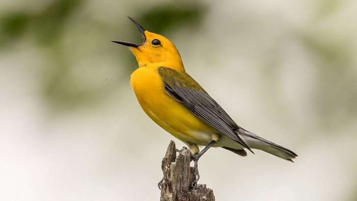 A mund të këndojnë zogjtë?