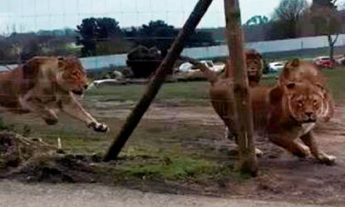 Moment drithërues, kur luanët sulmojnë veturën me dy fëmijë (VIDEO)