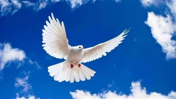 Përse pëllumbi simbolizon paqen?