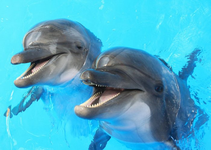 Zbulim i pabesueshëm: Delfinët bisedojnë sikur njerëzit