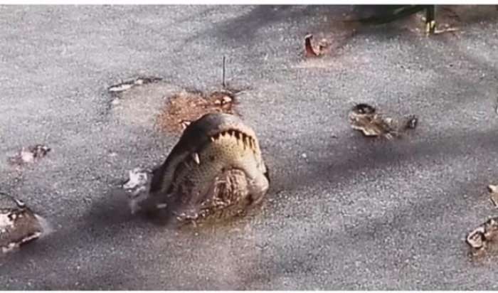 Aligatorët ngrihen nga i ftohti në SHBA