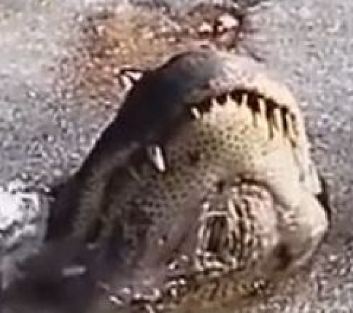 Gjithçka ka ngrirë në SHBA, shikoni si mbijetojnë këta aligatorë (VIDEO)
