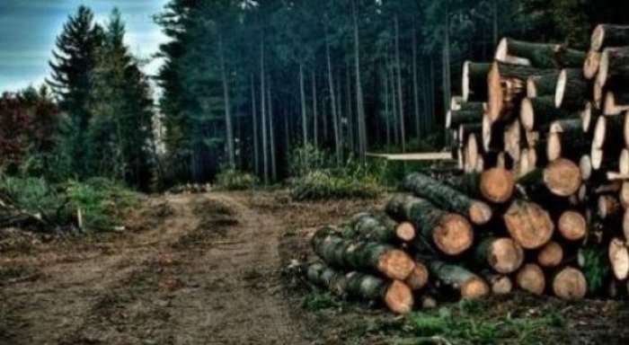 Komuna i qet në shitje drutë me një çmim të volitshëm (Dokument)