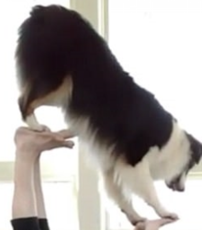 Truqet e qenit do t'ju habisin (Foto/Video)