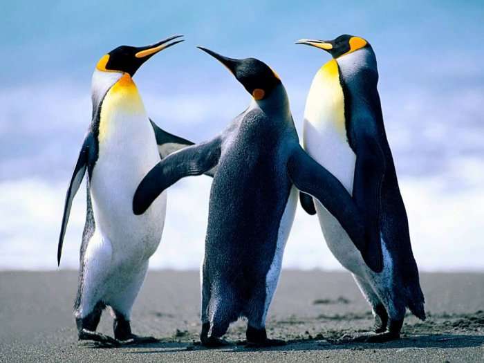 Fakte interesante për pinguinët