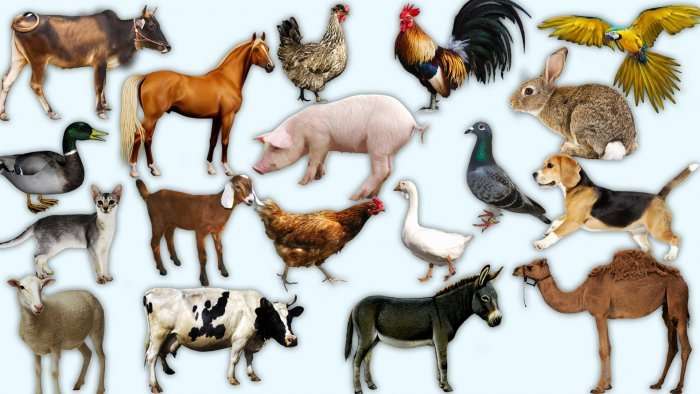 Ja kush janë 10 kafshët më të vogla në botë