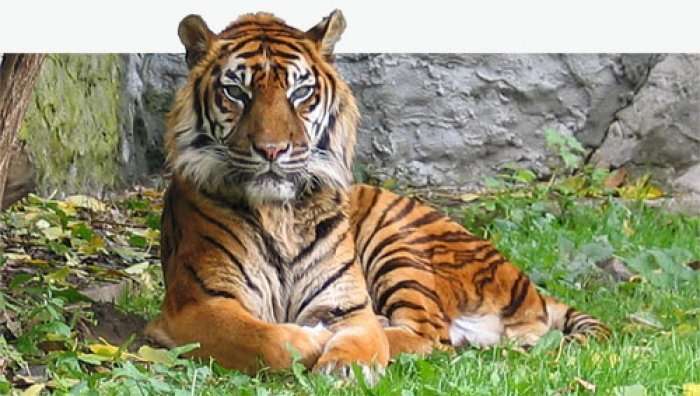 Pse janë tigrat kaq të frikshëm?
