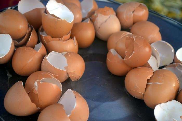 Lëvozhga e vezës, për eshtra dhe nyja të shëndetshme