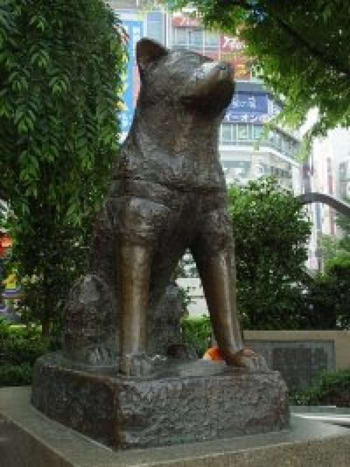 Фогель хатико. Сибуя Хатико. Памятник Хатико. Hachiko Пятницкая.