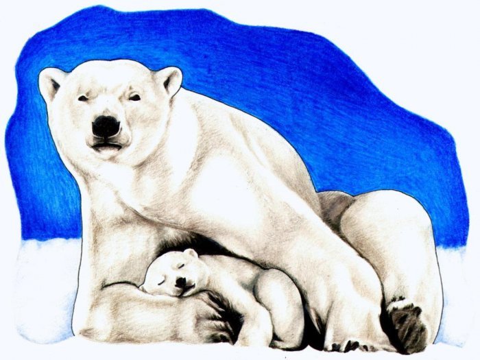 Çfarë ngjyre ka gëzofi i ariut polar?