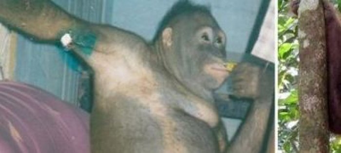 Orangutangu përdoret si prostitutë, lidhet për shtrati dhe detyrohet t’i kënaqë meshkujt (Video)
