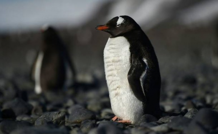 Çifti i pinguinëve “gay” adoptojnë një vezë