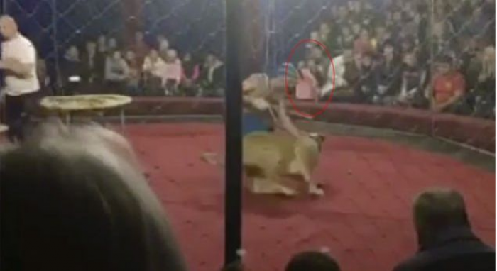 Luani kafshon 4-vjeçaren në cirk, pasi kaloi rrethojat e sigurisë (Video)
