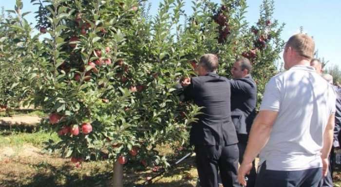 Kultivuesit e mollës do të vazhdojnë të përkrahen përmes subvencioneve
