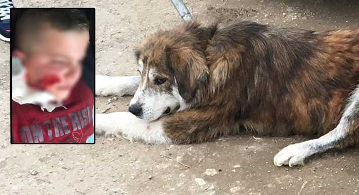 Rrëfimi nga Vushtrria: Qeni kafshon 8-vjeçarin në fytyrë, e mbysin dy ditë më pas