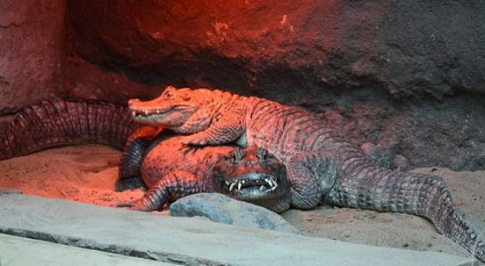 50 vjet dashuri, krokodili Luiza nuk lind sepse Hektori e ka të vogël