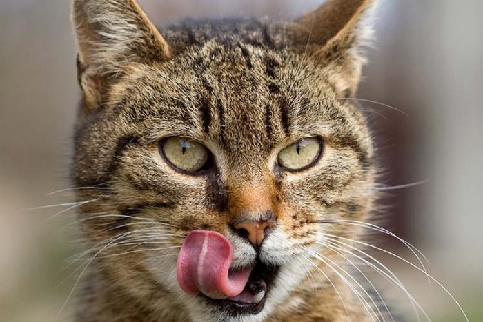 “Biri i mallkuar i djallit”-e pabesueshme çfarë macja i shkaktoi 14 vjeçarit! (Foto)