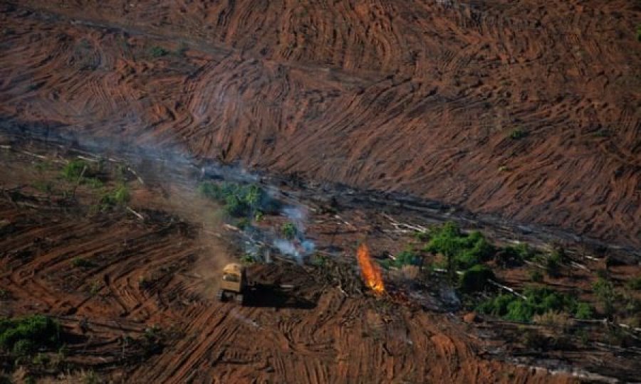 Vazhdon shkatërrimi i pyllit të Amazonës