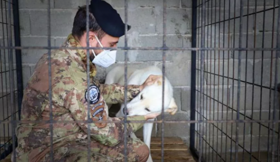 Italia kujdeset për qentë endacakë në Kosovë: Autoritetet atje s’e trajtojnë këtë problem