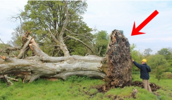 Stuhia e fortë rrëzoi pemën 200-vjeçare, banorët shokohen me atë çfarë gjejnë te rrënjët