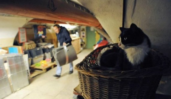 Francezi iu lë një pjesë të pasurisë maceve të muzeut